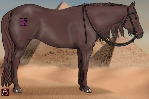 Horse Color:Chocolate Black