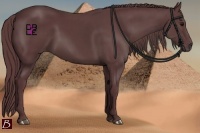 Horse Color:Chocolate Black
