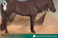 Horse Color:Chocolate Black