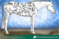 Horse Color:Black Appaloosa 
