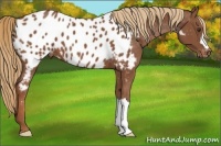 Horse Color:Chestnut Appaloosa