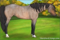 Horse Color:Buckskin Roan 