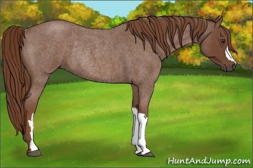 Horse Color:Red Roan Rabicano 