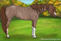 Horse Color:Red Roan Rabicano 