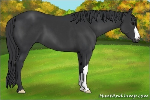 Horse Color:Black 