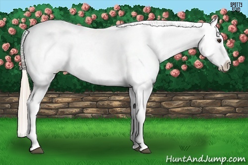 Horse Color:Palomino Appaloosa
