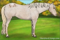 Horse Color:Chestnut Sabino Varnish 