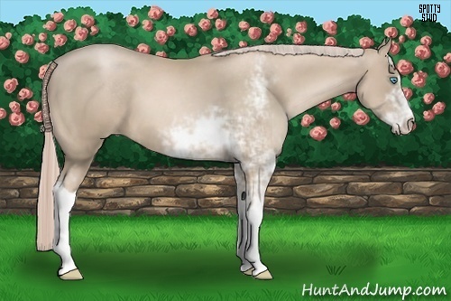 Horse Color:Chocolate Palomino Pearl Sabino