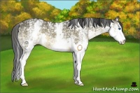 Horse Color:White Spotted Buckskin Dun Splash 