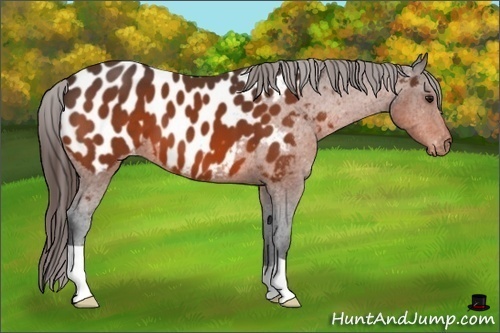 Horse Color:Bay Appaloosa