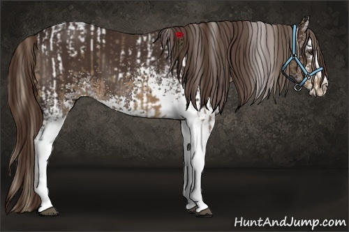 Horse Color:Chocolate Palomino Tobiano  and White Spotted Liver Chestnut Splash 