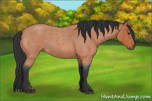 Horse Color:Bay Roan 