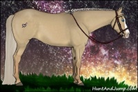 Horse Color:Chocolate Palomino Dun Splash 