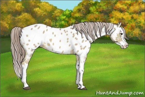 Horse Color:Chocolate Palomino Dun Splash Appaloosa 