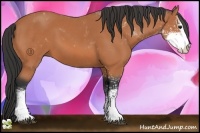 Horse Color:Bay Sabino