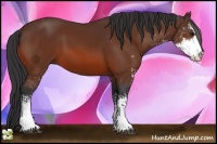 Horse Color:Bay Sabino 