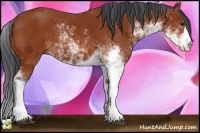 Horse Color:Bay Sabino