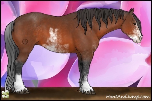 Horse Color:Bay Sabino