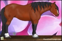Horse Color:Bay Sabino 