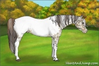 Horse Color:White Spotted Buckskin Dun Splash Tobiano Near Fewspot 