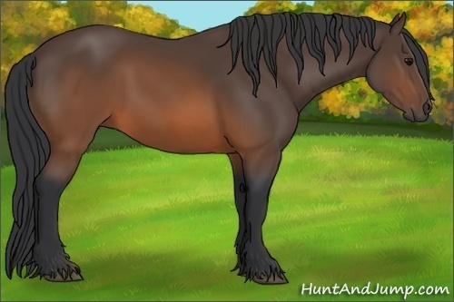 Horse Color:Brown 