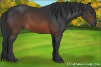 Horse Color:Brown 