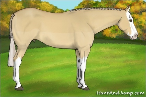 Horse Color:Palomino Dun Splash