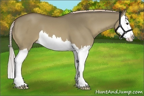 Horse Color:Chocolate Palomino Dun Splash