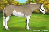 Horse Color:Chocolate Palomino Dun Splash