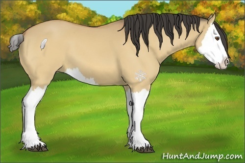 Horse Color:Buckskin Dun Splash 
