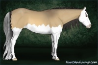 Horse Color:Buckskin Dun Splash 