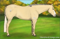 Horse Color:Palomino Dun Splash