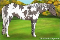 Horse Color:White Spotted Silver Black Ice 