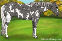 Horse Color:White Spotted Silver Black Ice