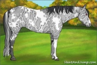 Horse Color:White Spotted Bay Chinchilla Ice Dun 