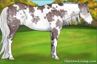 Horse Color:White Spotted Chocolate Silver Smoky Black Chinchilla 