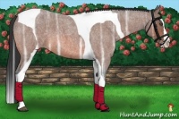Horse Color:Bay Ice Roan Splash Tobiano 
