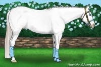 Horse Color:Chocolate Palomino Splash Varnish 