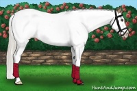 Horse Color:Palomino Splash 