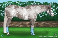 Horse Color:White Spotted Silver Blue Ice Roan Splash 