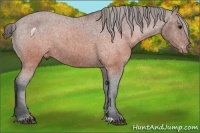Horse Color:Brown Appaloosa 