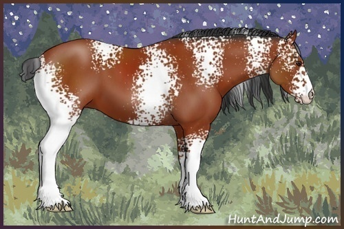 Horse Color:White Spotted Bay