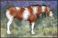 Horse Color:White Spotted Bay 