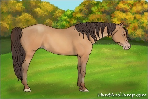 Horse Color:Sable Champagne