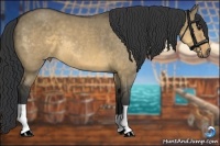 Horse Color:Buckskin Dun 