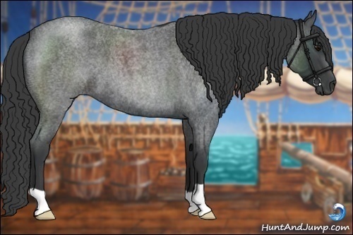 Horse Color:Blue Roan