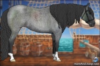 Horse Color:Blue Roan 