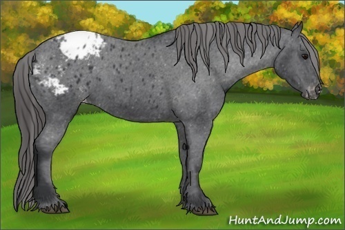 Horse Color:Black Appaloosa