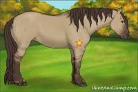 Horse Color:Liver Red Dun 