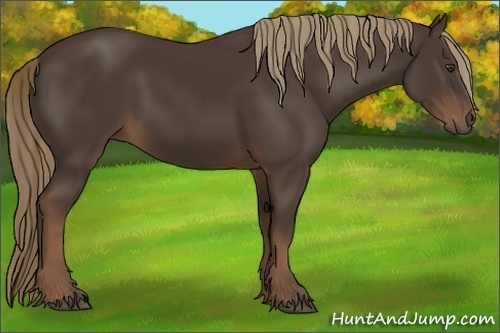 Horse Color:Liver Chestnut 